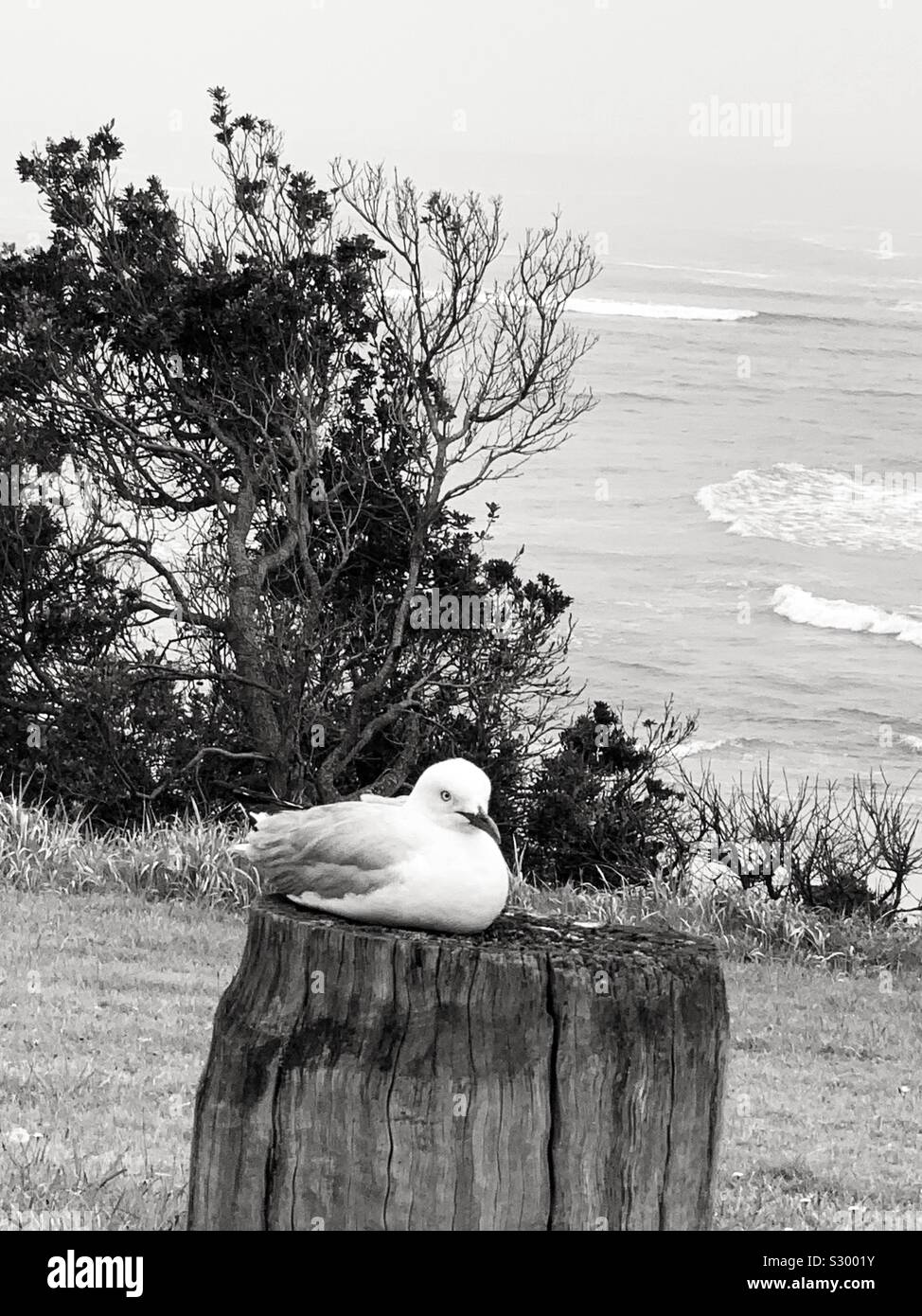 L'organisation d'une mouette s'asseoir sur un poste confortable avec vue sur la mer - Image de stock capturée avec un smartphone