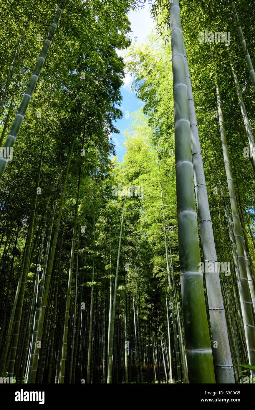 Ciel bleu et soleil perce un trou dans la canopée de moso bamboo géant dans un bosquet du bambou à Kyoto, au Japon. Banque D'Images
