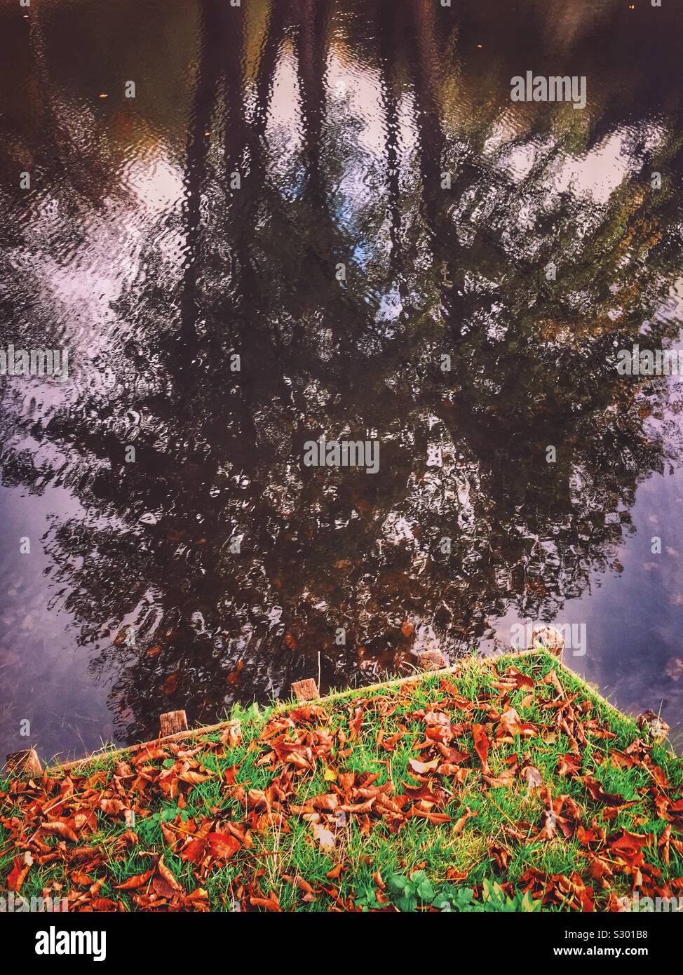 La réception des arbres dans le lac à Tiergarten Berlin Allemagne - Image de stock capturée avec un smartphone