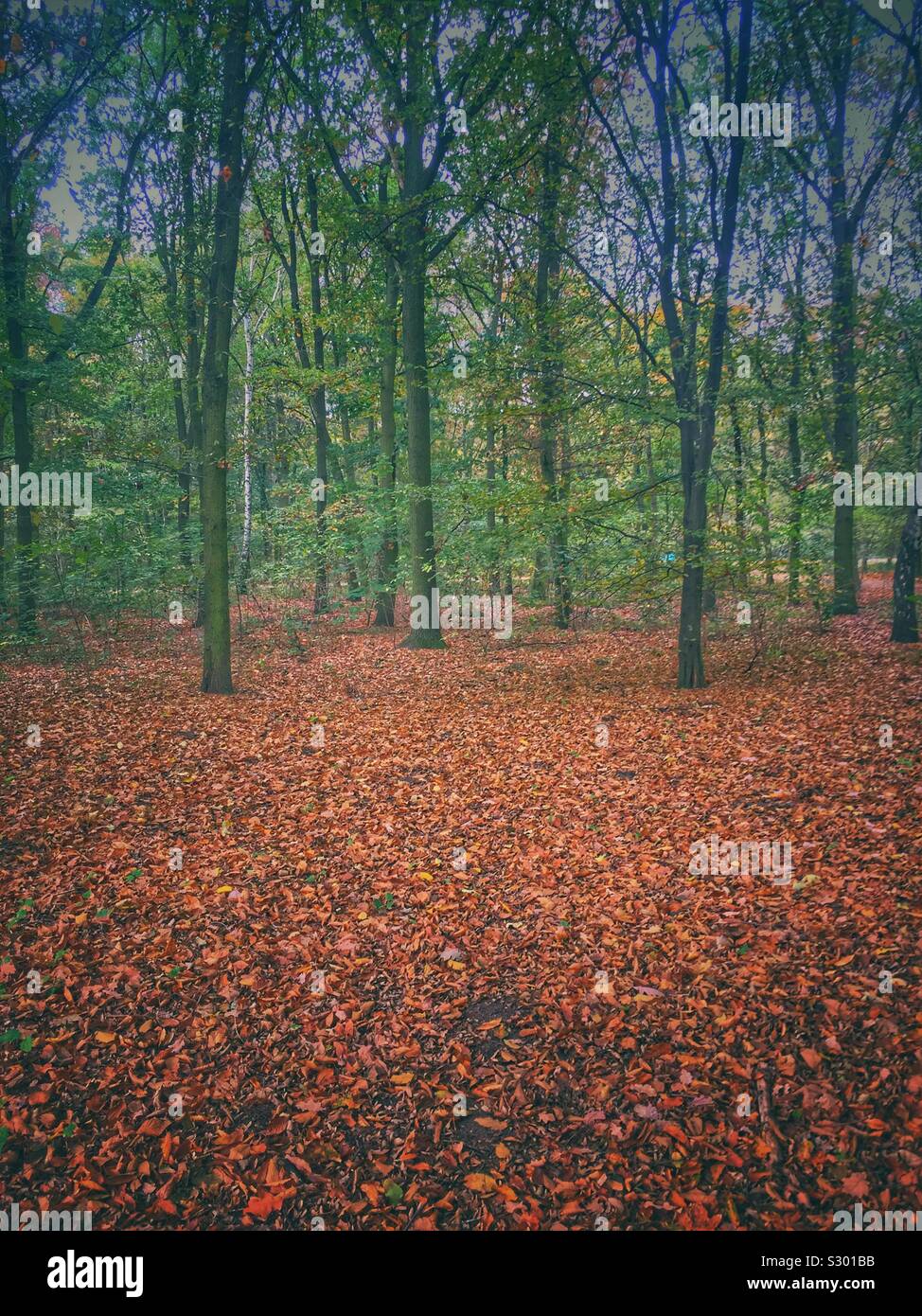 Automne dans la forêt Banque D'Images