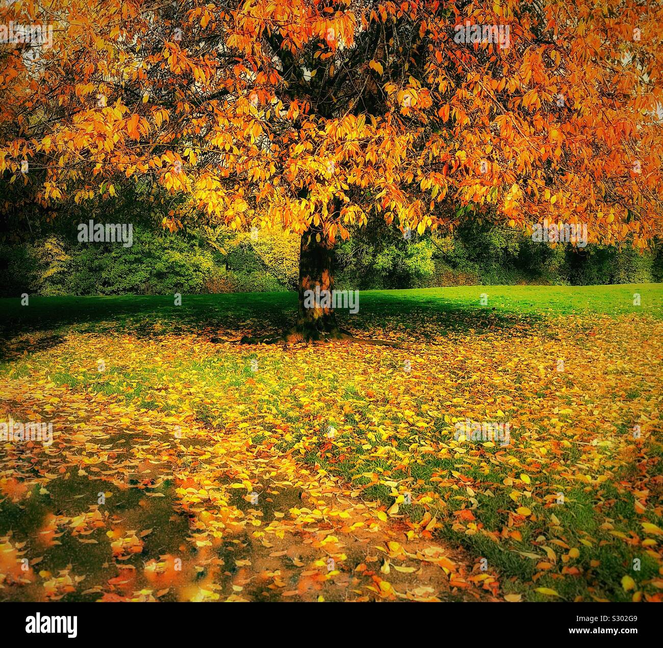 Couleurs et nuances de glorieux automne....un arbre commence à perdre ses feuilles sur l'herbe dans un parc Banque D'Images