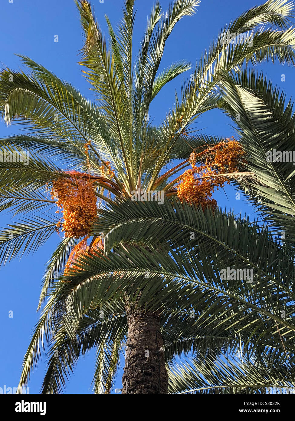 Dattelpalme Fruchtstand Kanarische mit im Novembre auf Madeira Banque D'Images