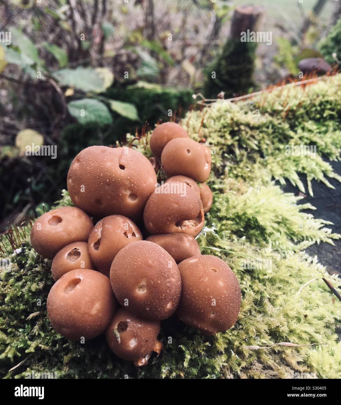 Champignons Puffball brun sur un journal Moussu Banque D'Images