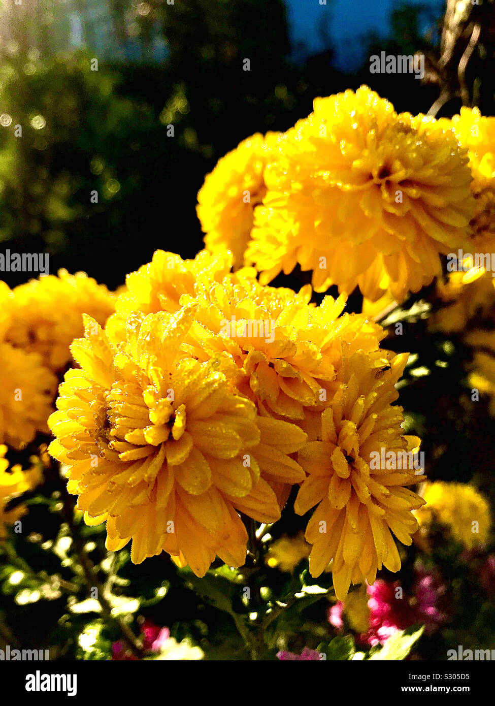 Fleurs lumineuses sur un matin ensoleillé Banque D'Images