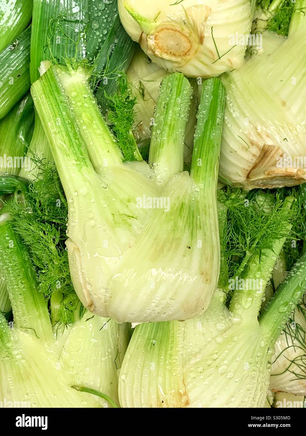 Doux frais mûrs, anis, anis Pimpinella anisum Banque D'Images