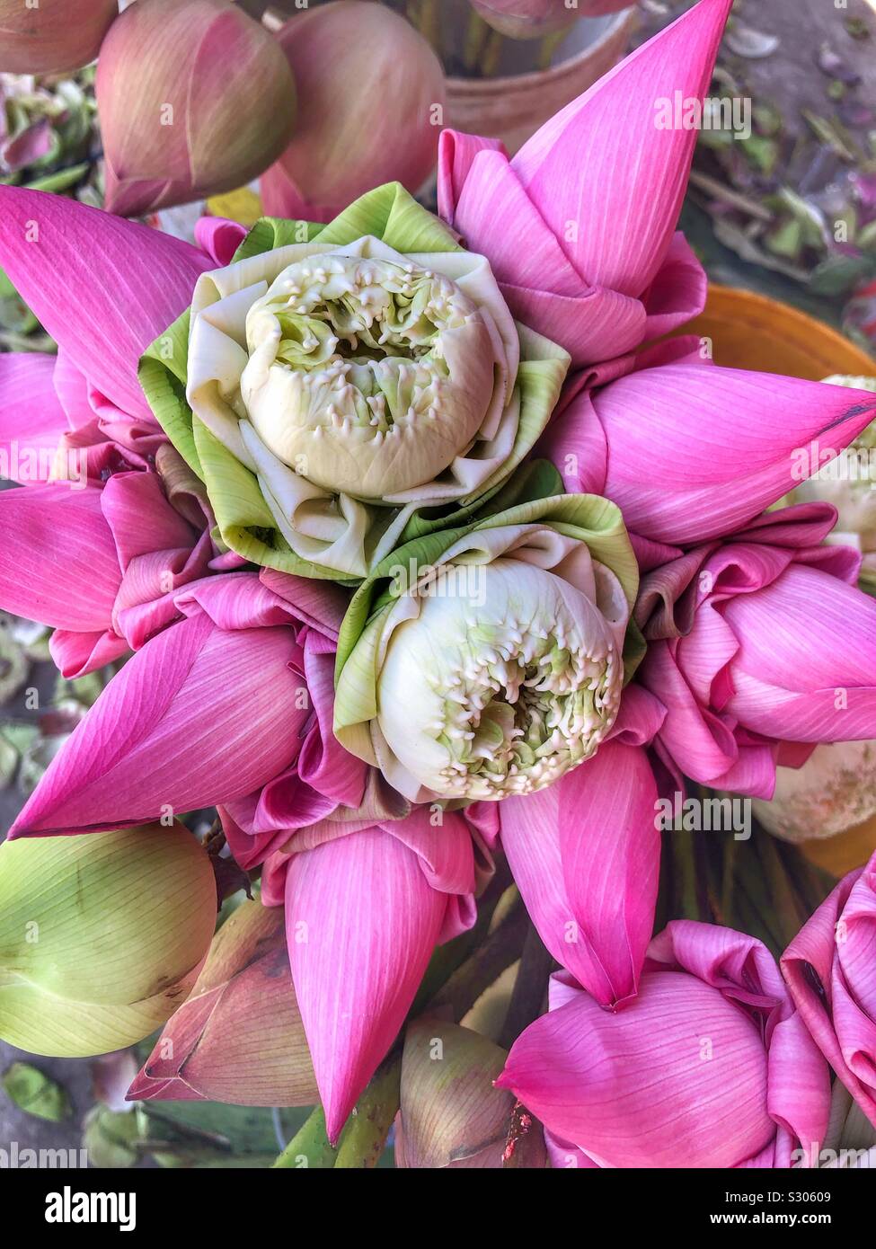 Magnifiques fleurs roses. - Image de stock capturée avec un smartphone