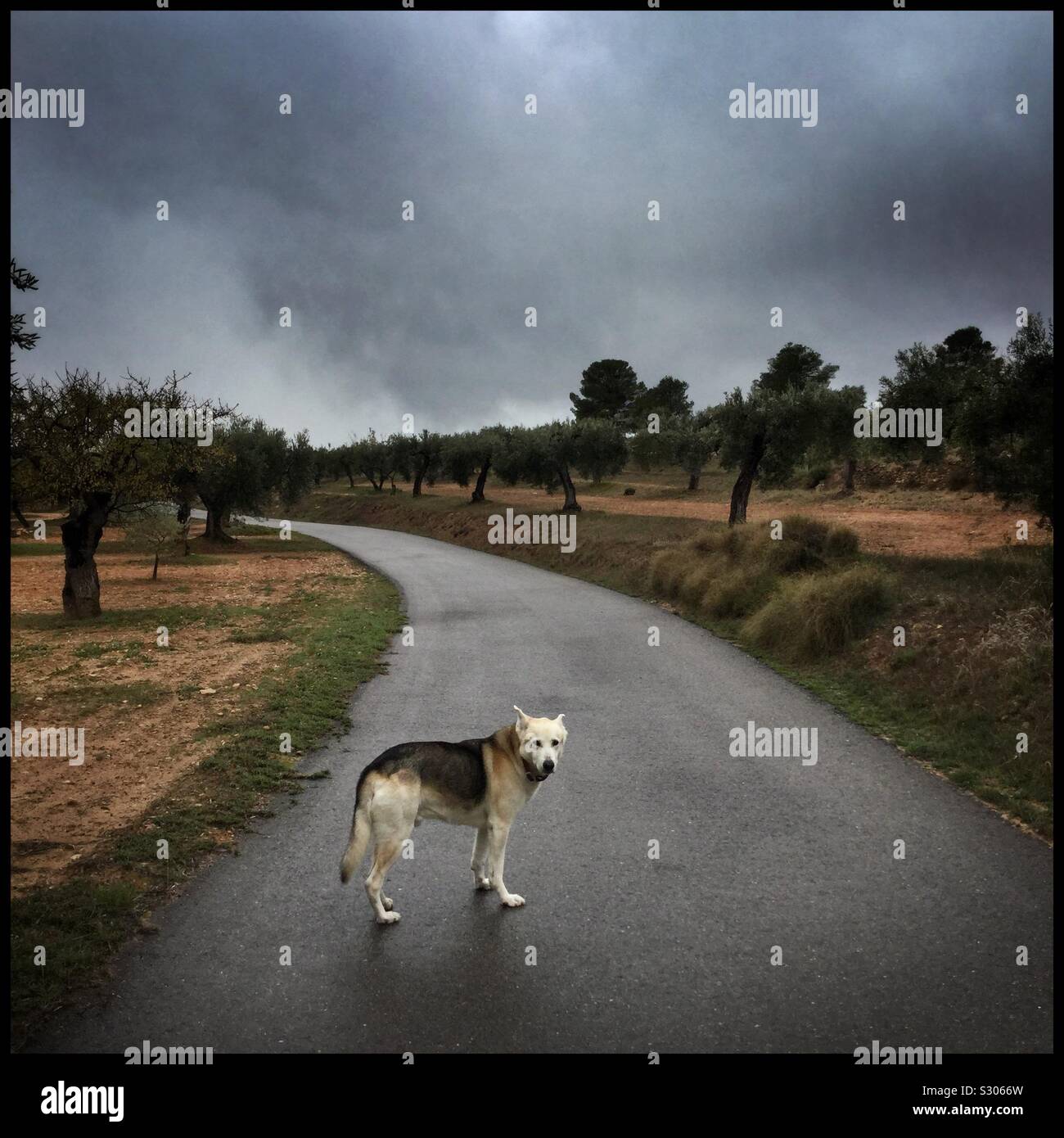Dog walking in the Rain, Catalogne, Espagne. Banque D'Images