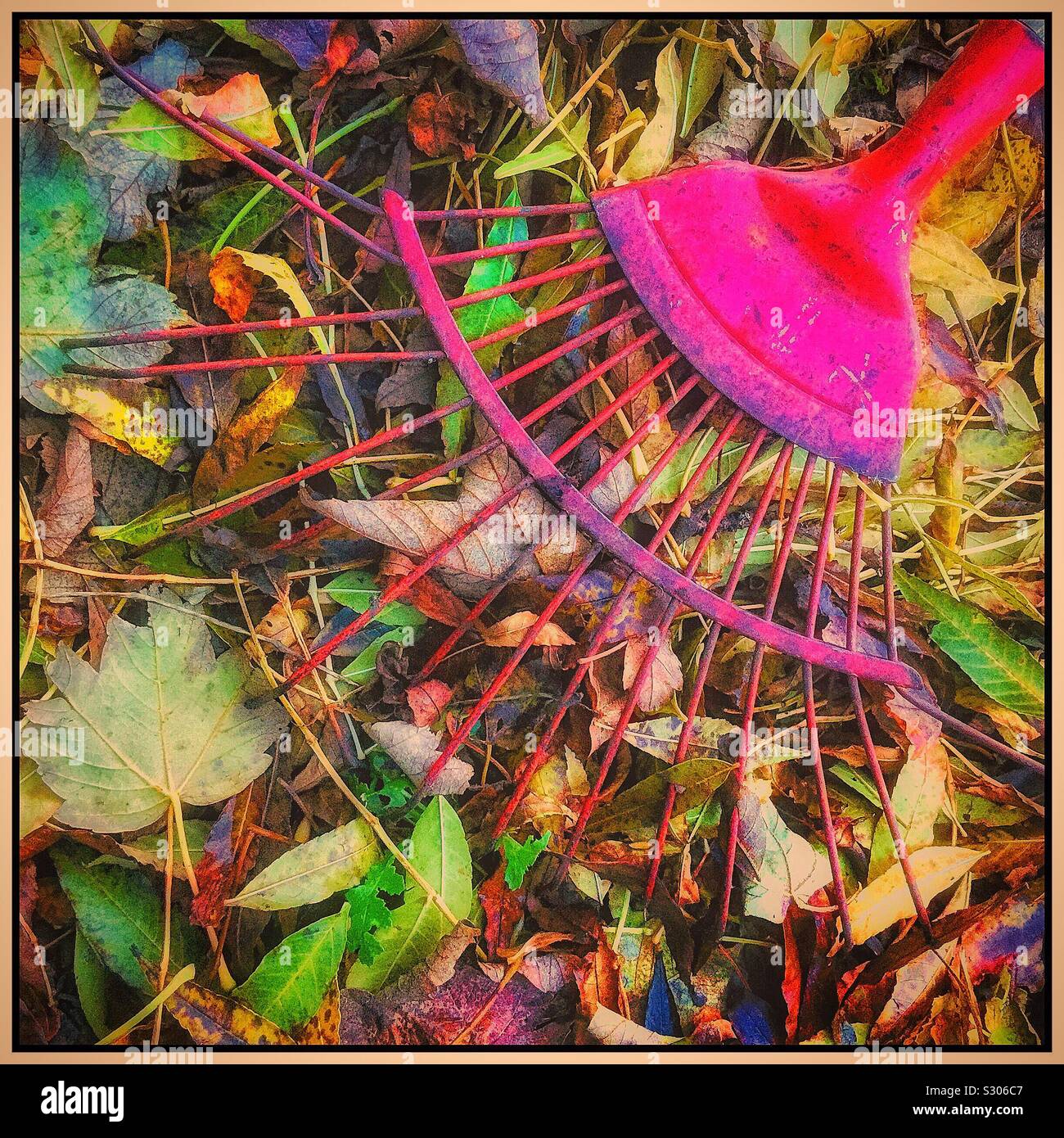 Râteau de jardin et les feuilles d'automne. - Image de stock capturée avec un smartphone