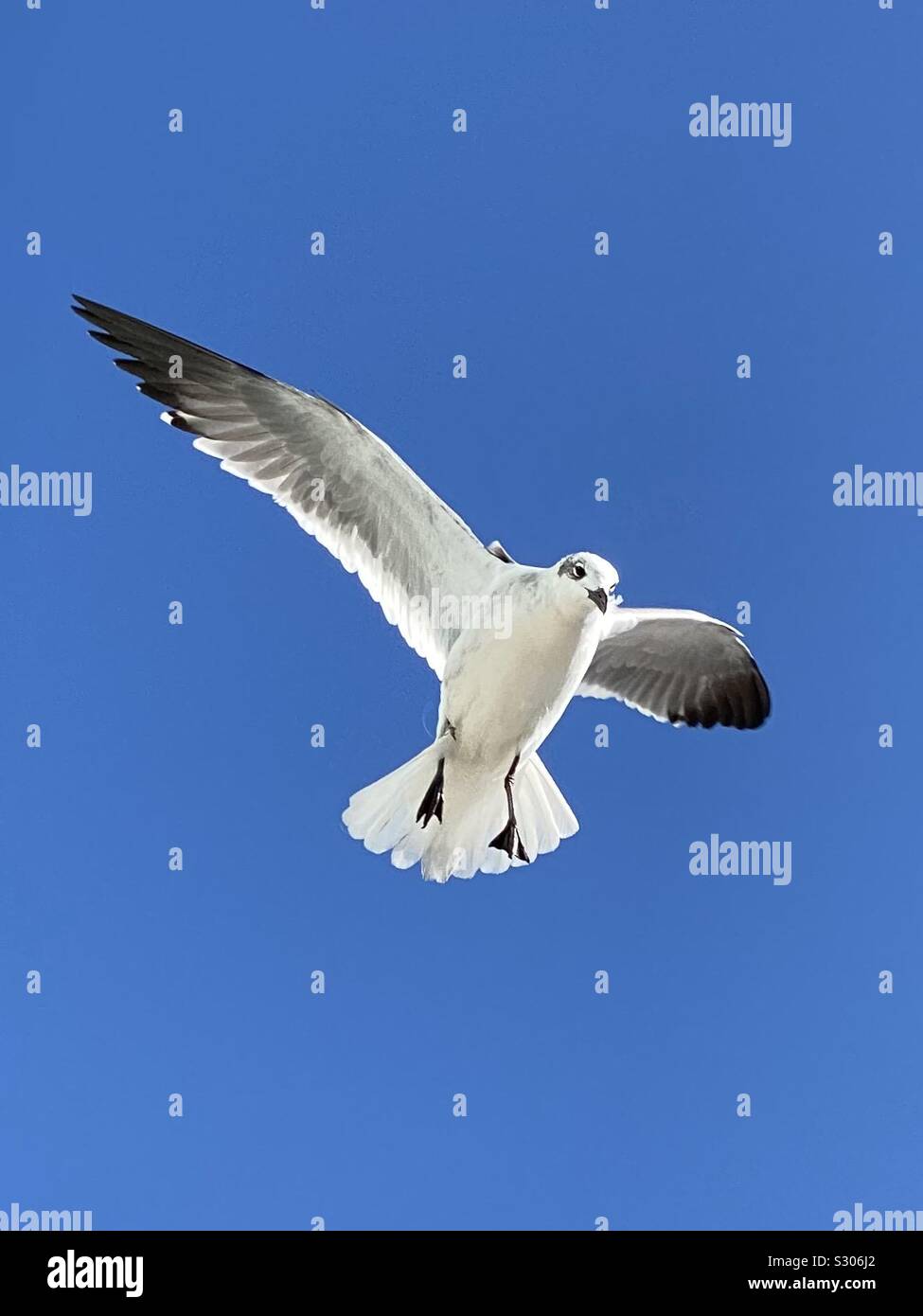 Mouette blanche avec un ciel bleu - Image de stock capturée avec un smartphone