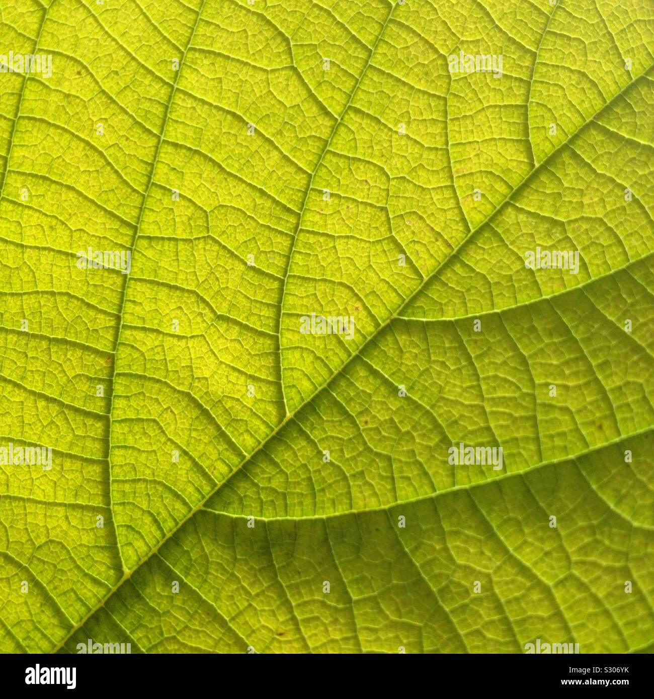 Libre d'une feuille d'arbre en automne - Image de stock capturée avec un smartphone