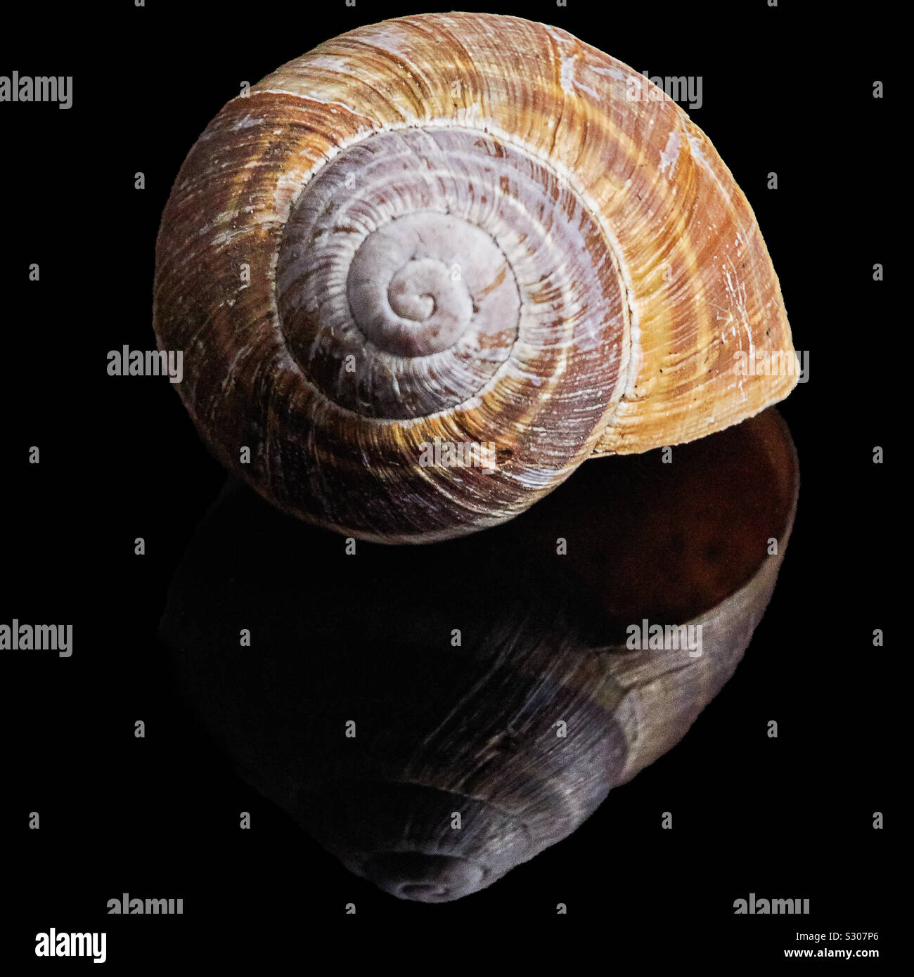 Une coquille d'escargot vide beige brun avec beaucoup de détails est posé sur une surface noire réfléchissante Banque D'Images