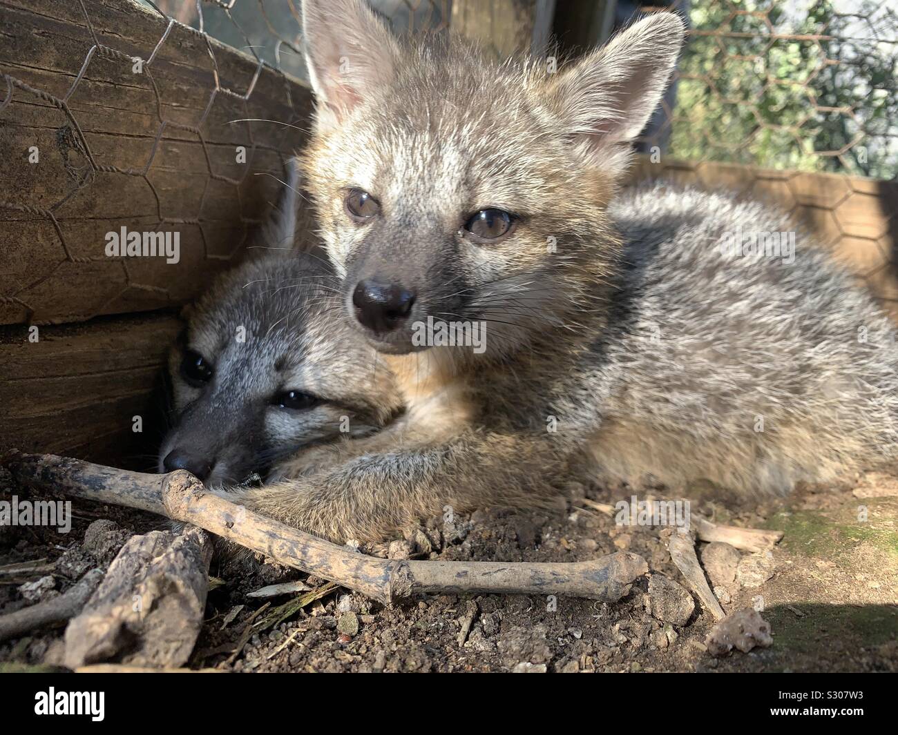 Bebe Renard Banque D Image Et Photos Alamy