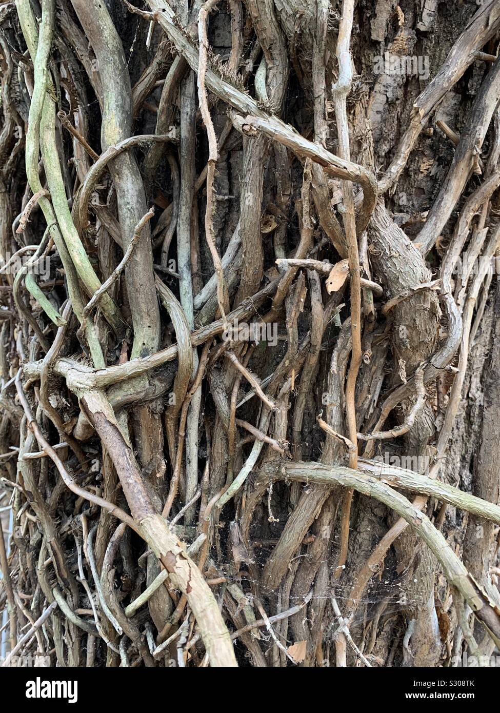 Les arbres et les branches de vignes séchées détail texture et contexte Banque D'Images