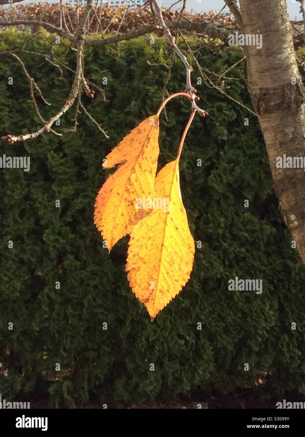 Feuillage de l'automne - paire de cherry-tree leaves on tree Banque D'Images