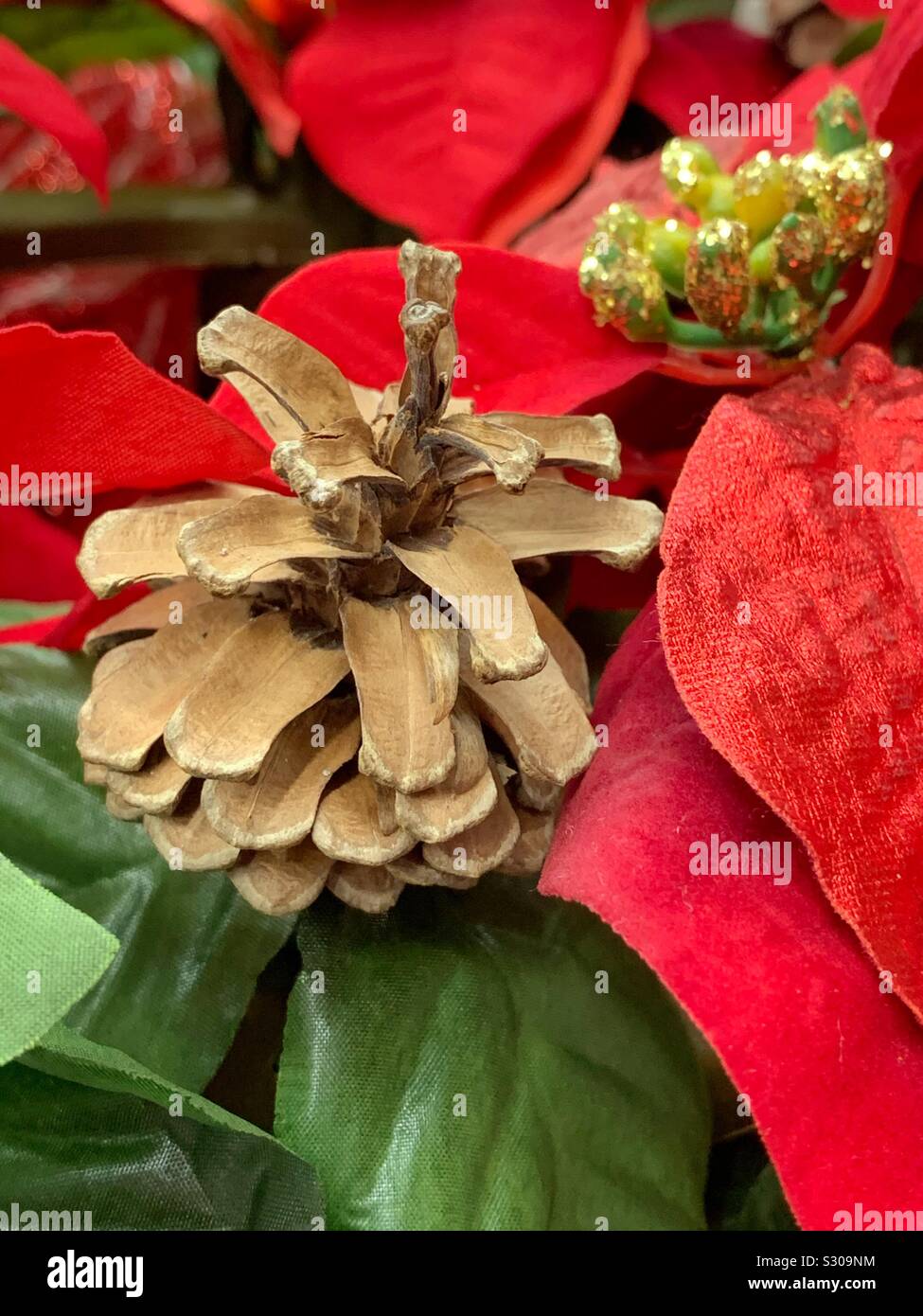 Pomme de Pin situé parmi un poinsettia rouge en plastique fleur de Noël - Image de stock capturée avec un smartphone