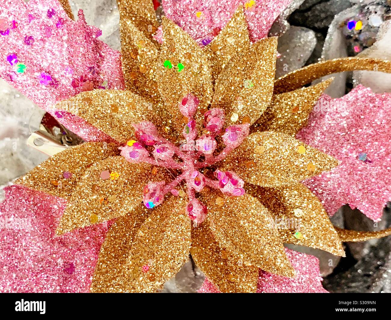 Poinsettia rose et or de fleurs de noël chargé avec des paillettes scintillantes - Image de stock capturée avec un smartphone