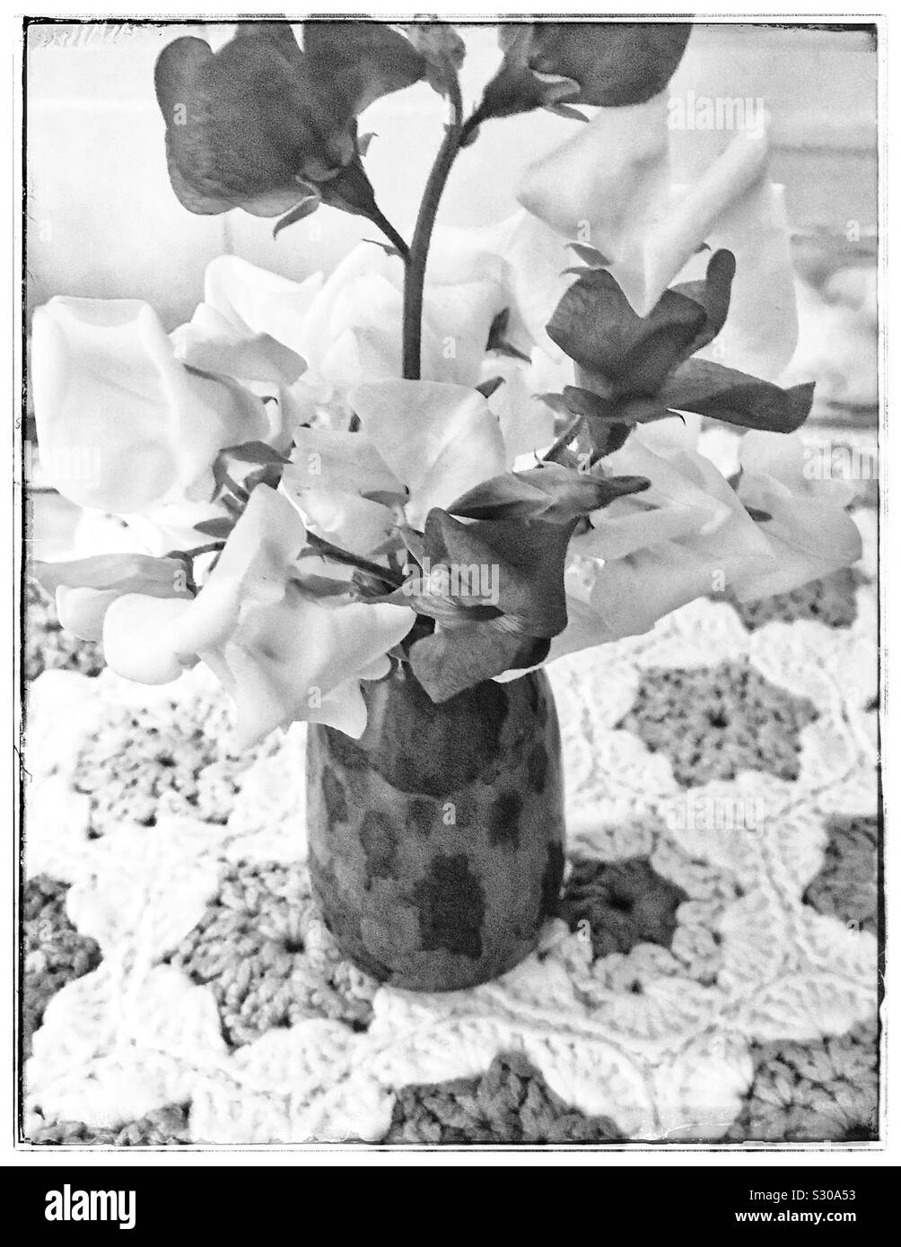 Photo en noir et blanc de pois sucré dans un vase. Banque D'Images