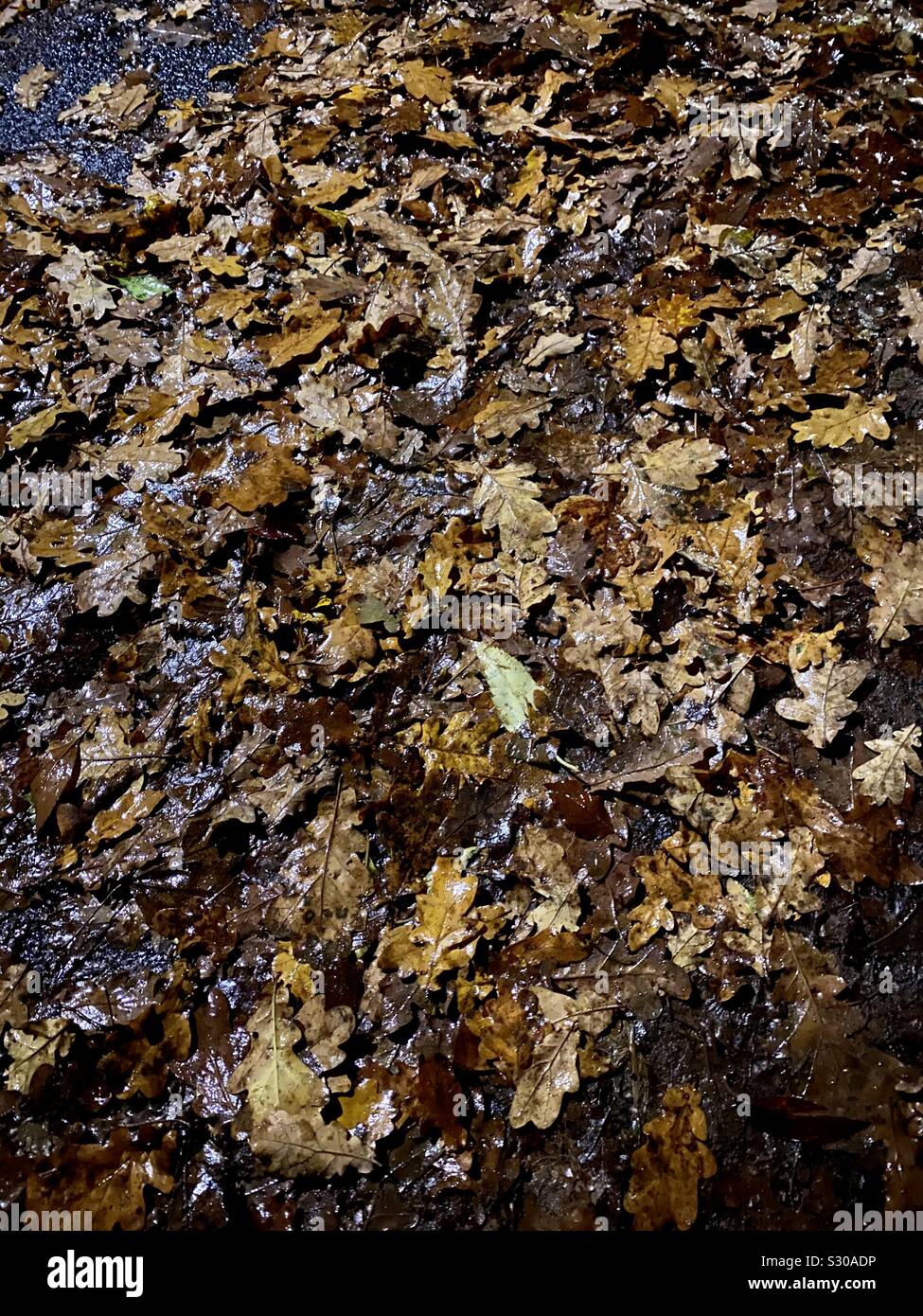 Automne - Nuit sur les feuilles de temps Banque D'Images