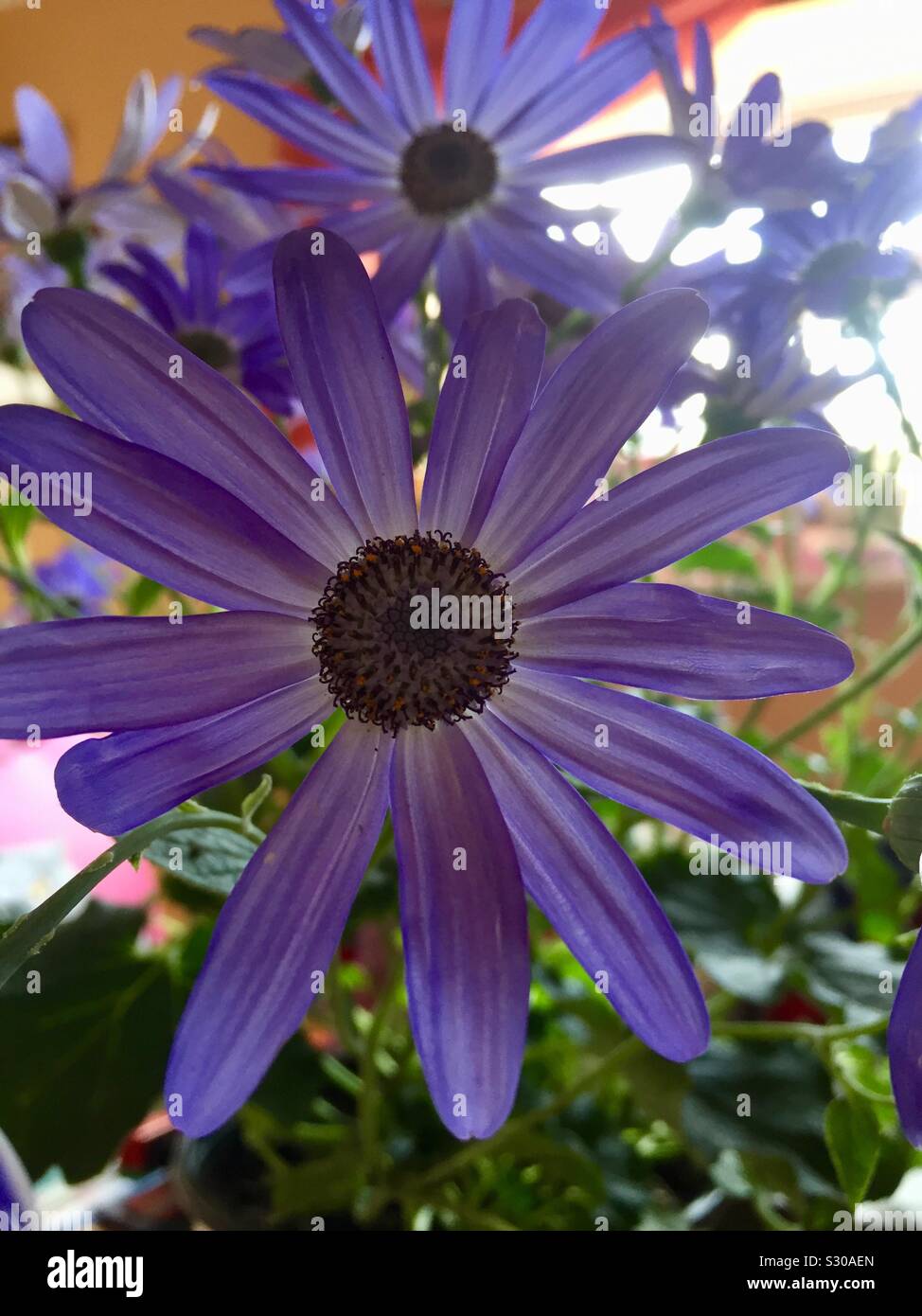 Fleurs bleues Banque D'Images