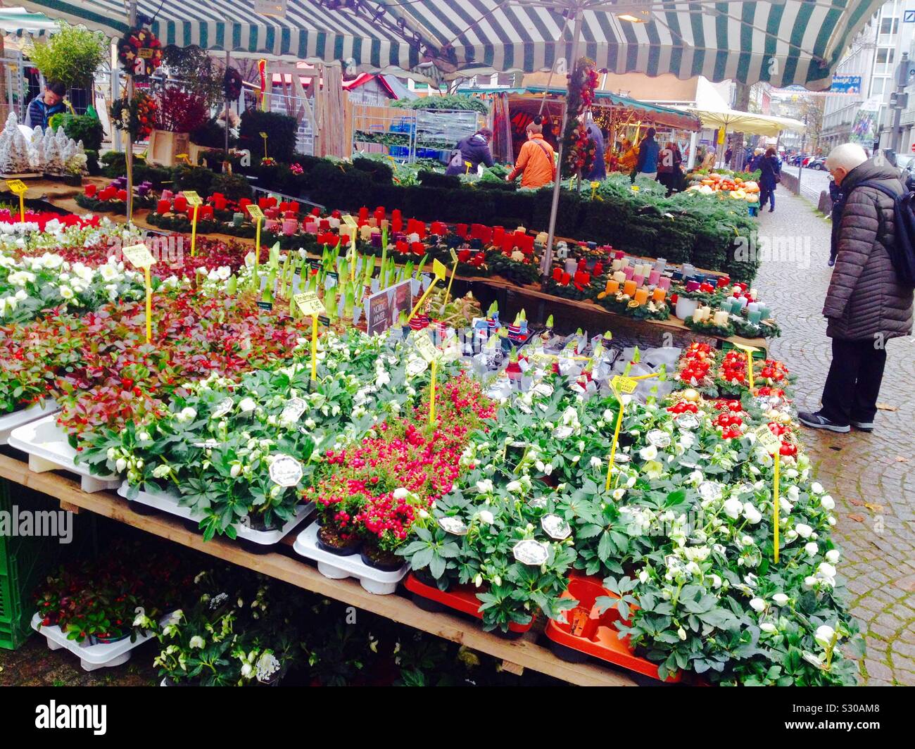 Marché-Laurentius de Wuppertal. Les plantes et les parades de décoration de Noël. Allemagne - Image de stock capturée avec un smartphone
