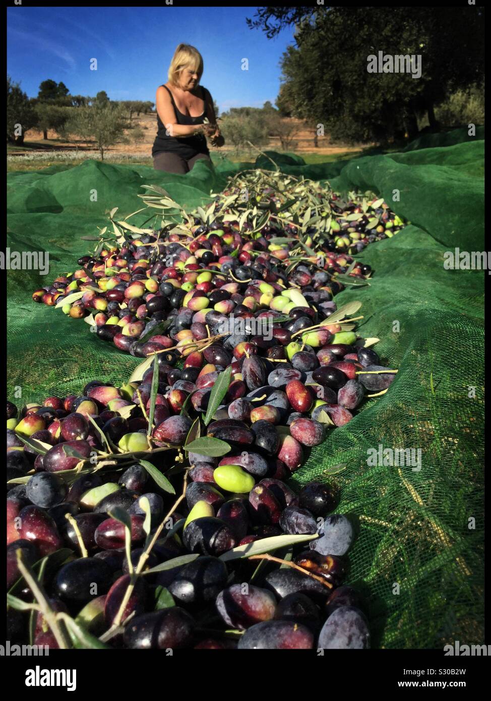 La récolte des olives Farga pour l'huile d'olive extra vierge, en Catalogne, Espagne. Banque D'Images