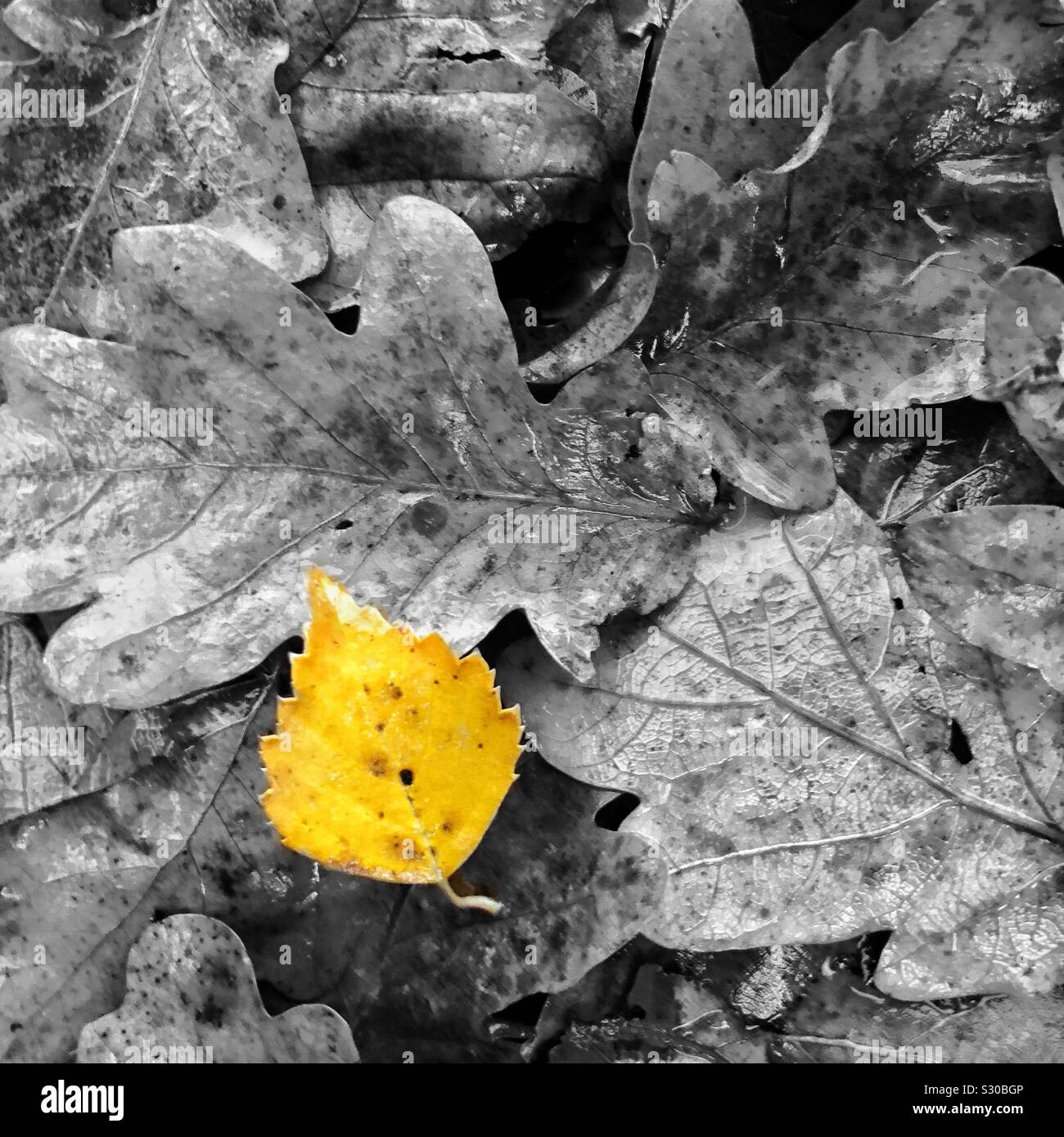 Libre d'humide, l'automne les feuilles mortes sur le terrain en noir et blanc avec une petite feuille jaune se faire remarquer. Banque D'Images