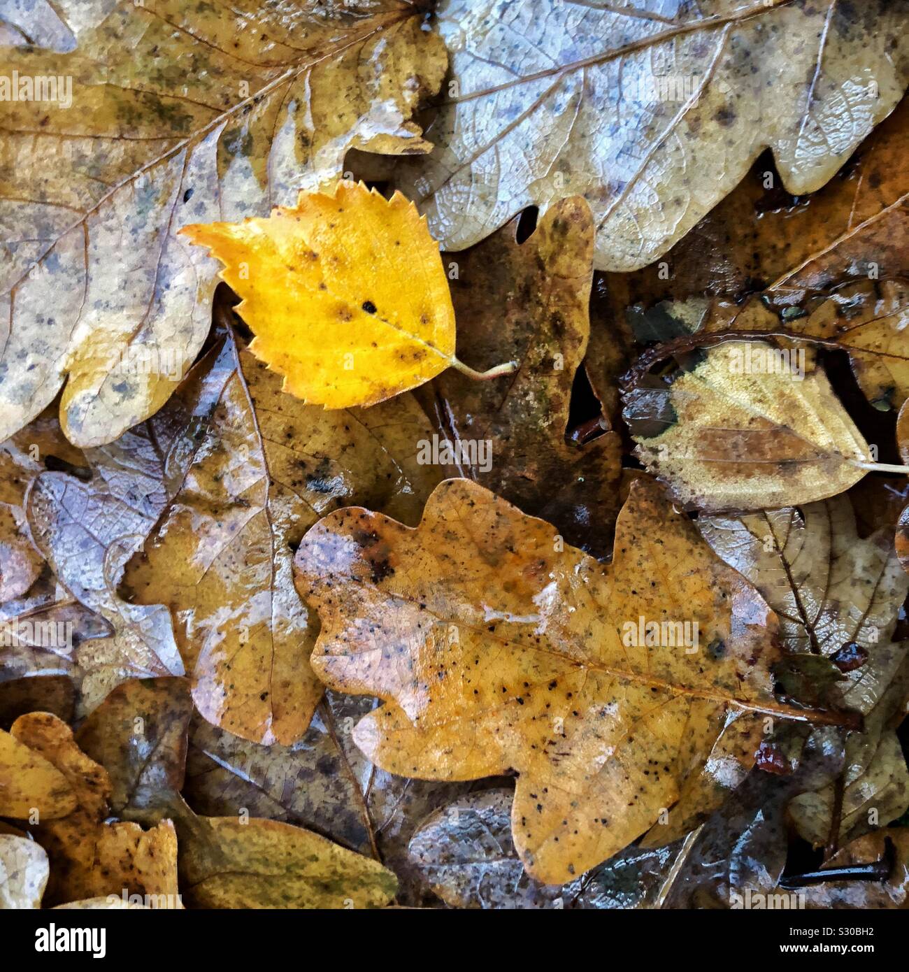 Libre d'humide, l'automne les feuilles mortes sur le terrain. Banque D'Images