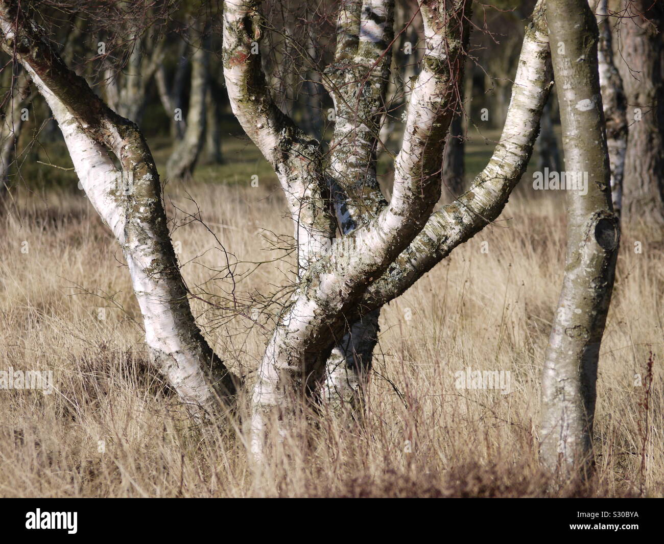 Les arbres avec des troncs déformés créer des formes artistiques dans le bois. Prises sur le parcours de Golf de Carnoustie, Écosse. Banque D'Images