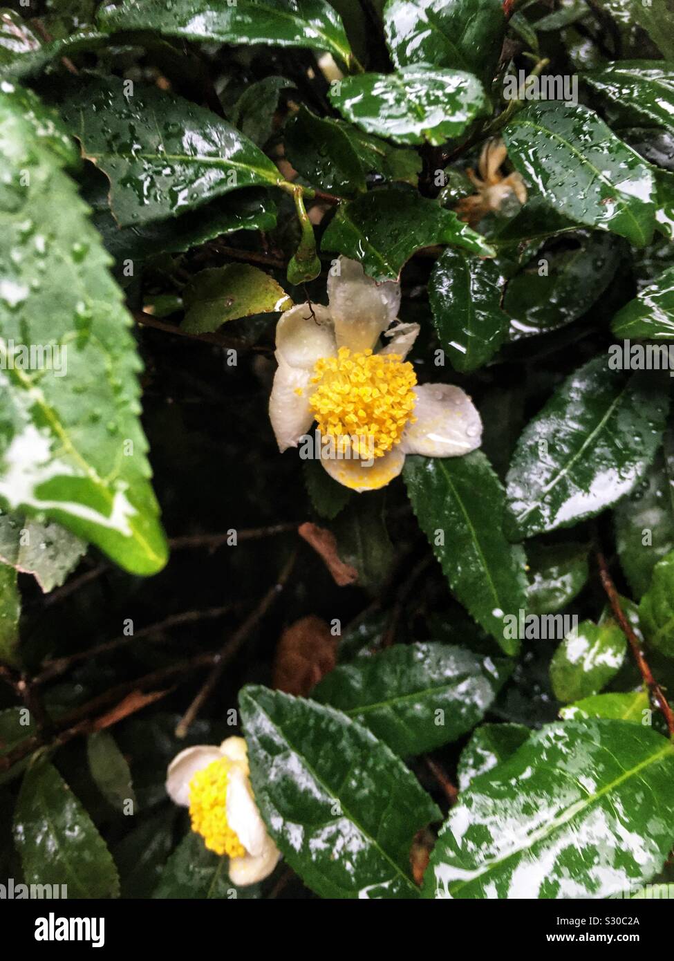 Fleur de thé Banque D'Images