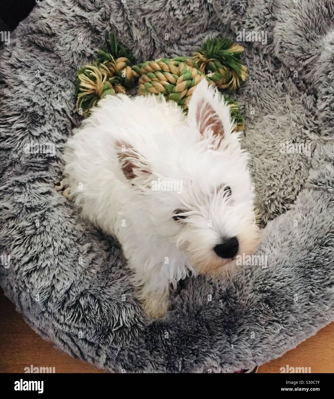 Chiot Westie sur son lit Banque D'Images