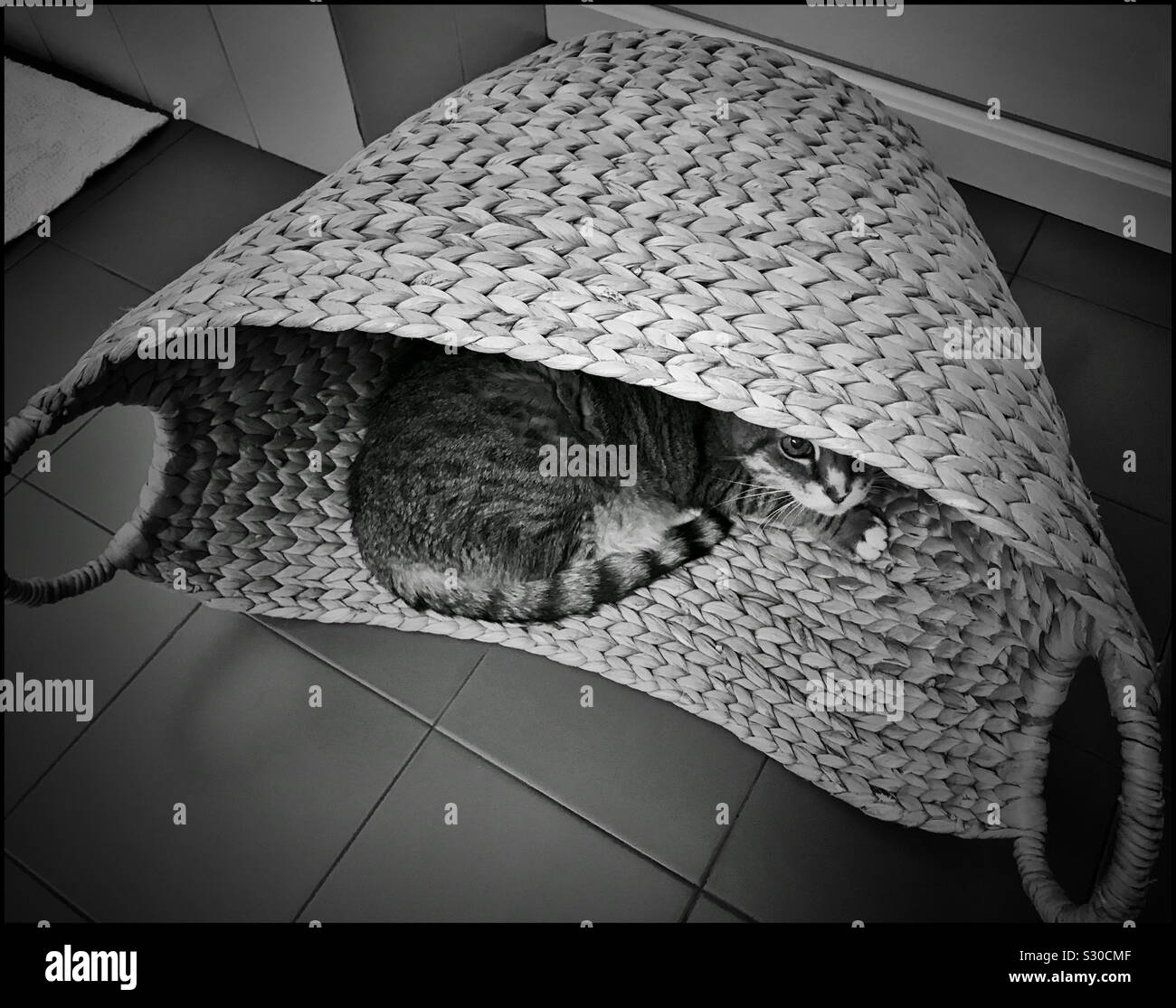Photo en noir et blanc d'un chat dans un panier de blanchisserie. Banque D'Images