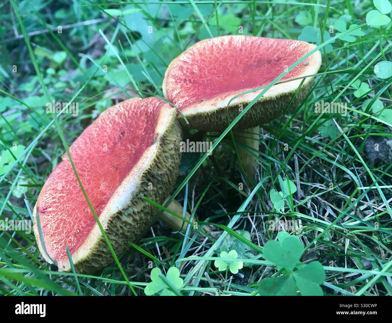 Russula xerampelina crevettes (champignons) Banque D'Images