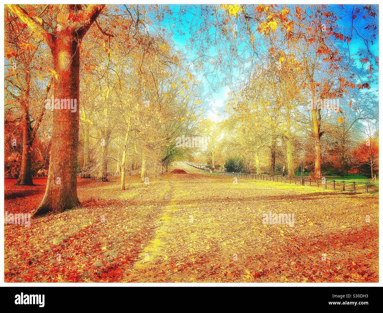 En automne, de Rotten Row Hyde Park, Londres. Banque D'Images