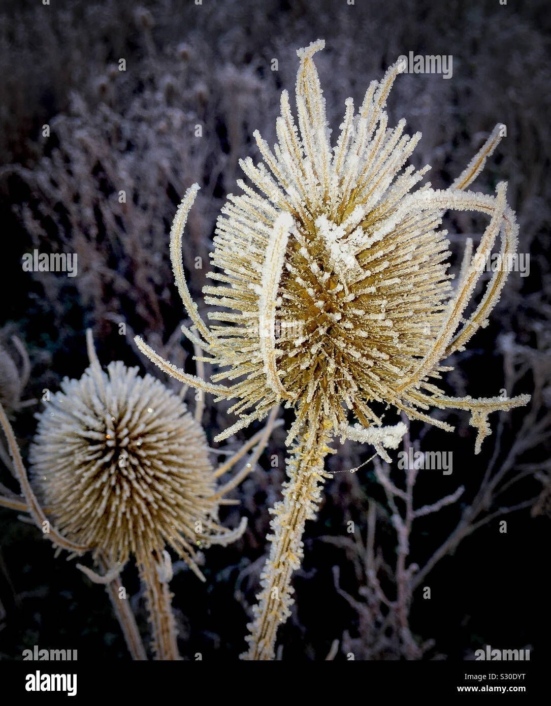 Frosty Thistle Banque D'Images