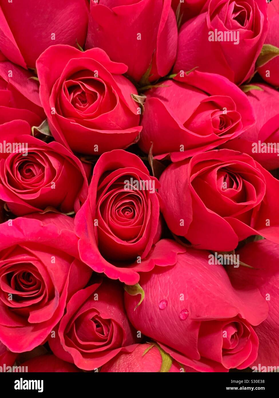 Magnifique bouquet de roses rouges gaies - Image de stock capturée avec un smartphone