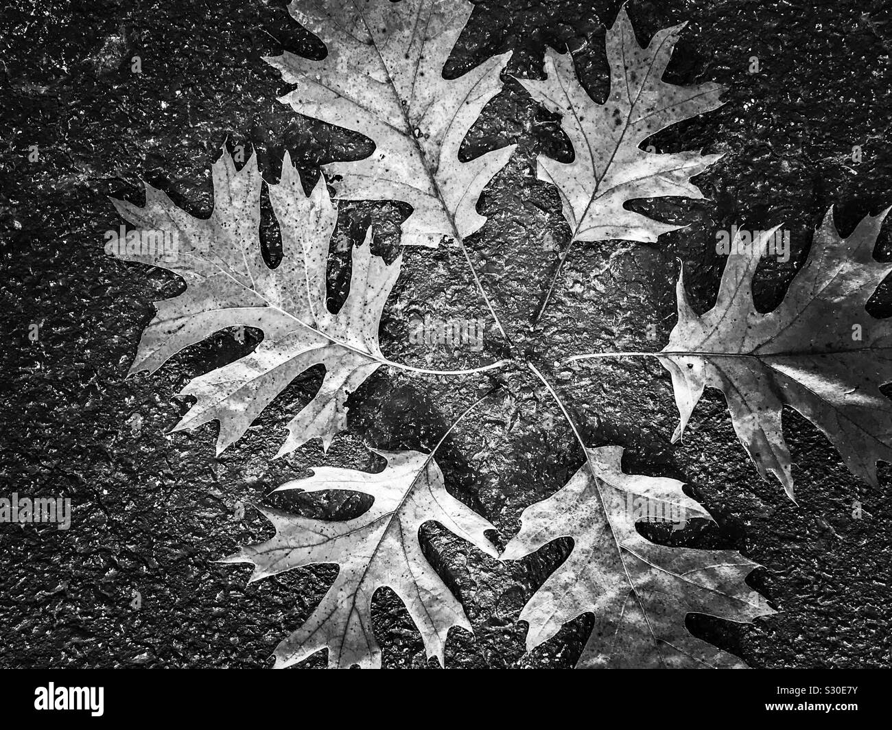 Photo en noir et blanc de feuilles de chêne formant la forme d'un flocon Banque D'Images