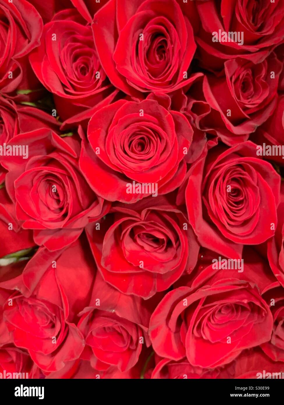 Magnifique bouquet de roses rouges écarlate frais dans fleur pleine Photo  Stock - Alamy