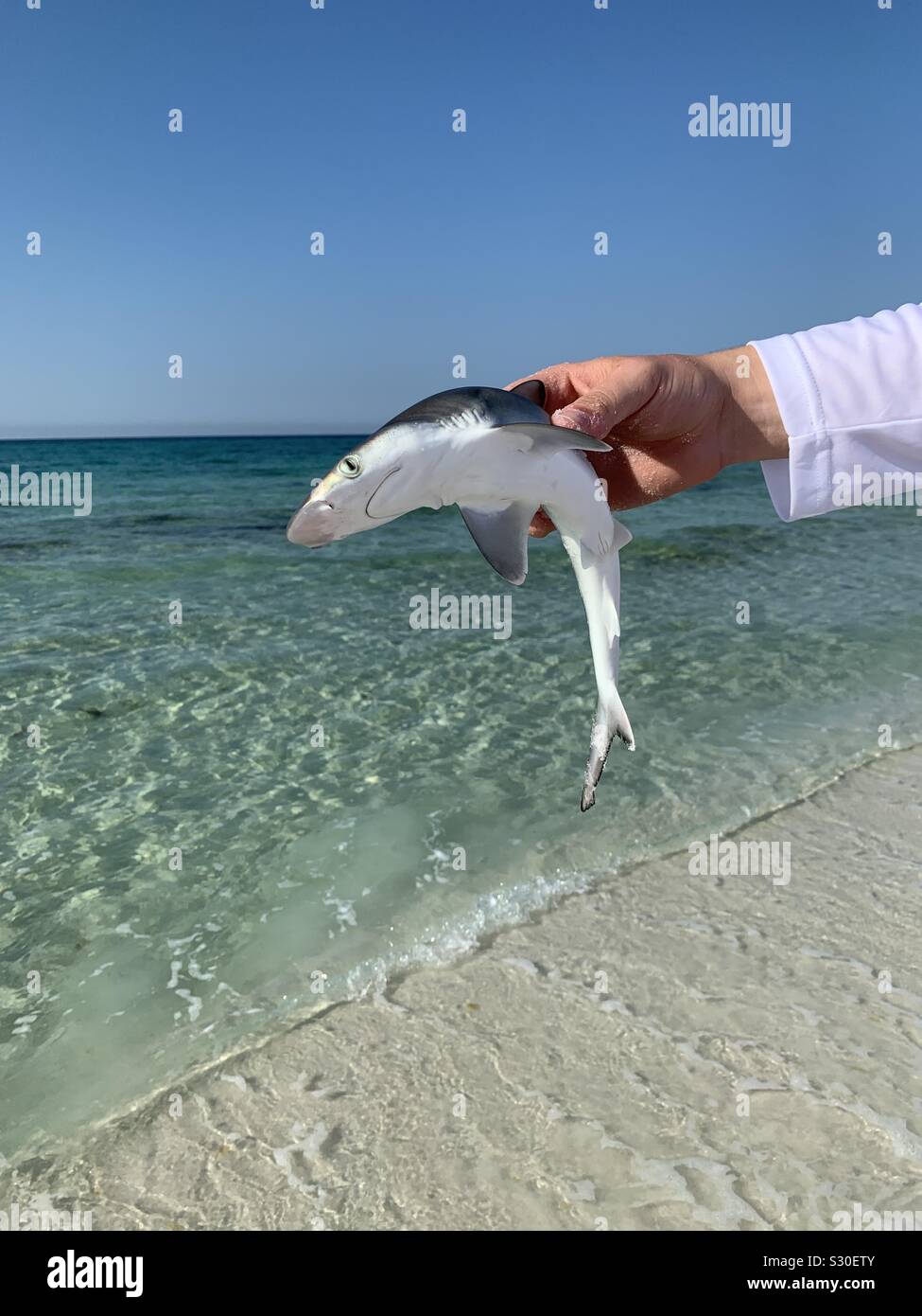 Bébé requin capturé sur Destin, Floride beach Banque D'Images
