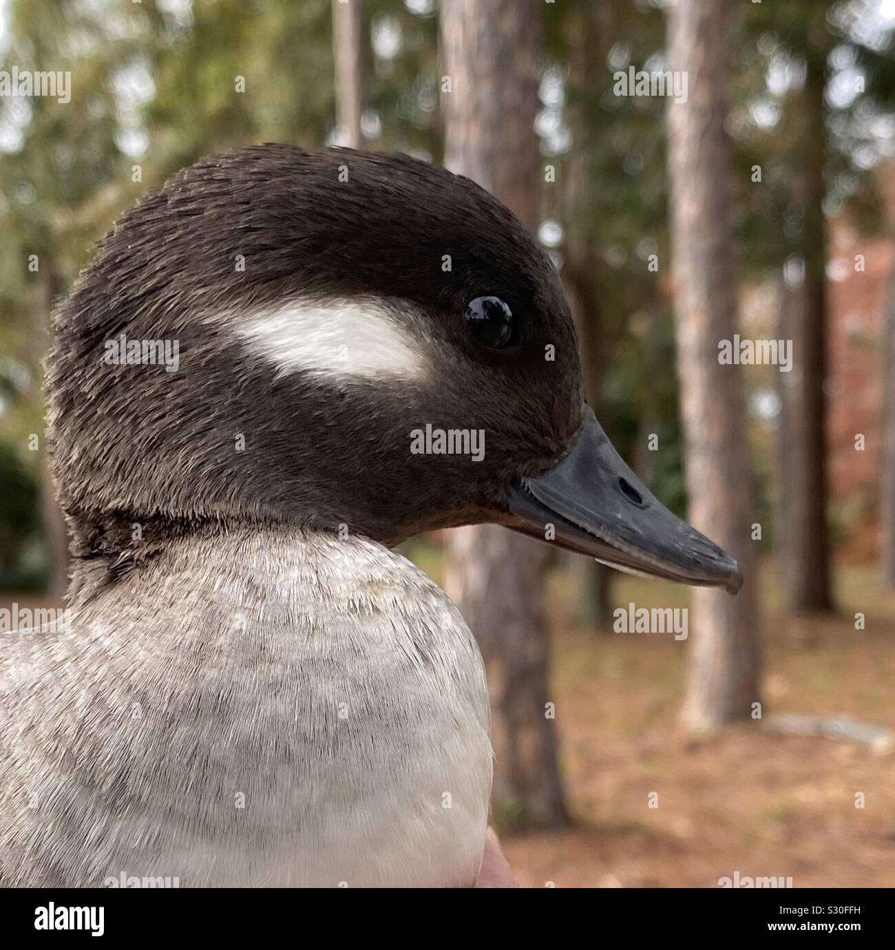 Gros plan du petit garrot femelle duck - Image de stock capturée avec un smartphone Gros plan du petit garrot femelle duck - Image de stock capturée avec un smartphone
