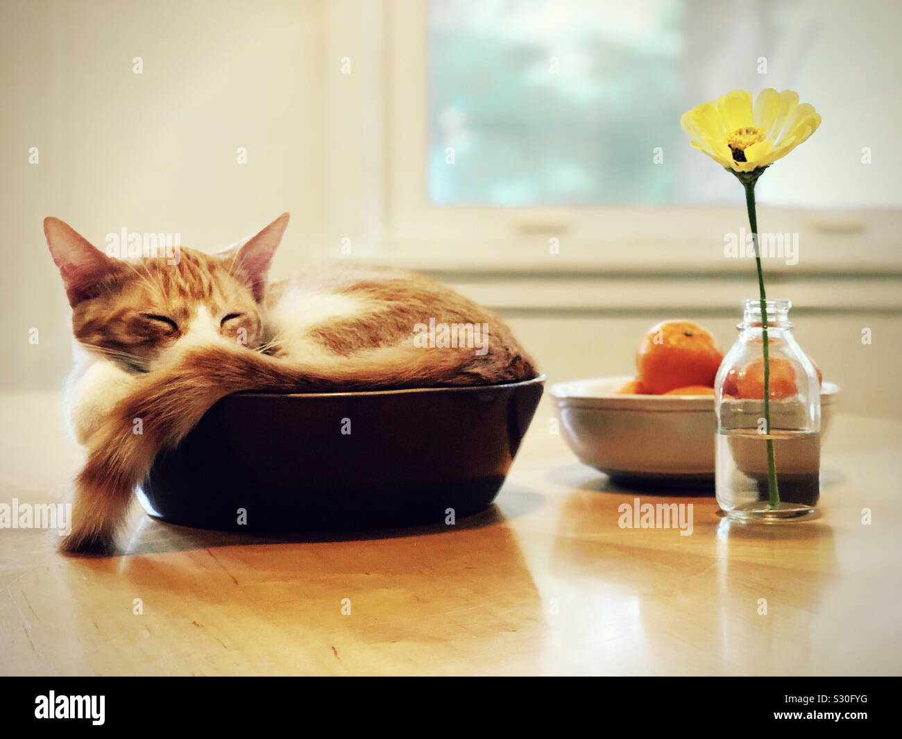 Orange blanc Ginger tabby chat chaton animal, dormir dans un petit bol avec des mandarines et des fleurs jaunes, queue drapée sur le côté. Banque D'Images