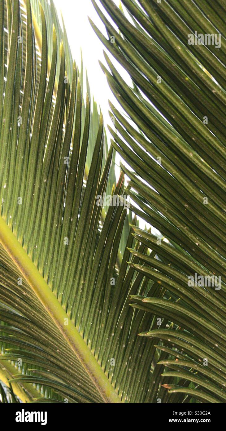 Feuilles de palmier tropical photographie du gros plan du Vietnam Banque D'Images