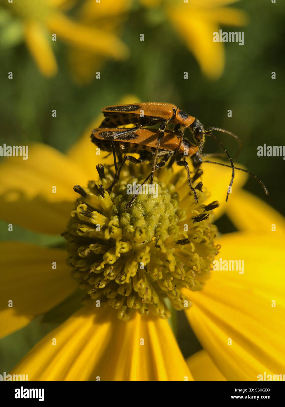 Bugs l'accouplement sur fleur. - Image de stock capturée avec un smartphone