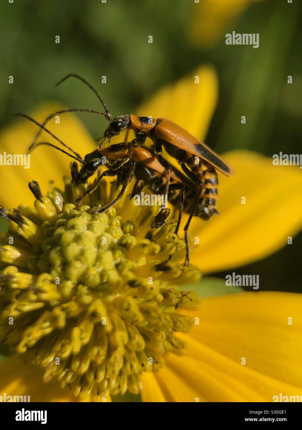 Bugs l'accouplement sur fleur. - Image de stock capturée avec un smartphone