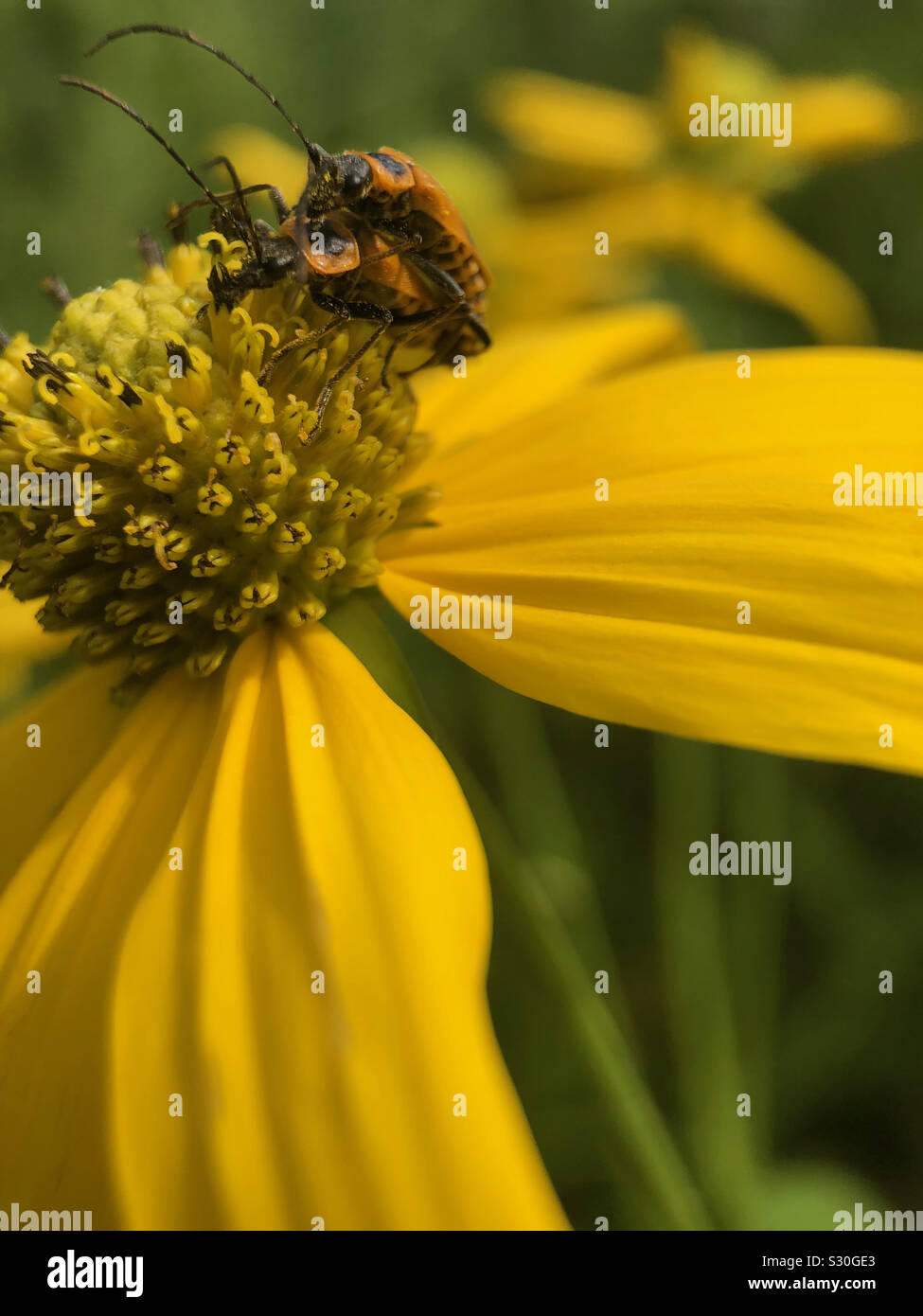 Bugs l'accouplement sur fleur. - Image de stock capturée avec un smartphone