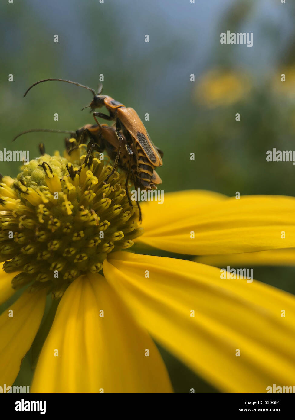 Bugs l'accouplement sur fleur. - Image de stock capturée avec un smartphone