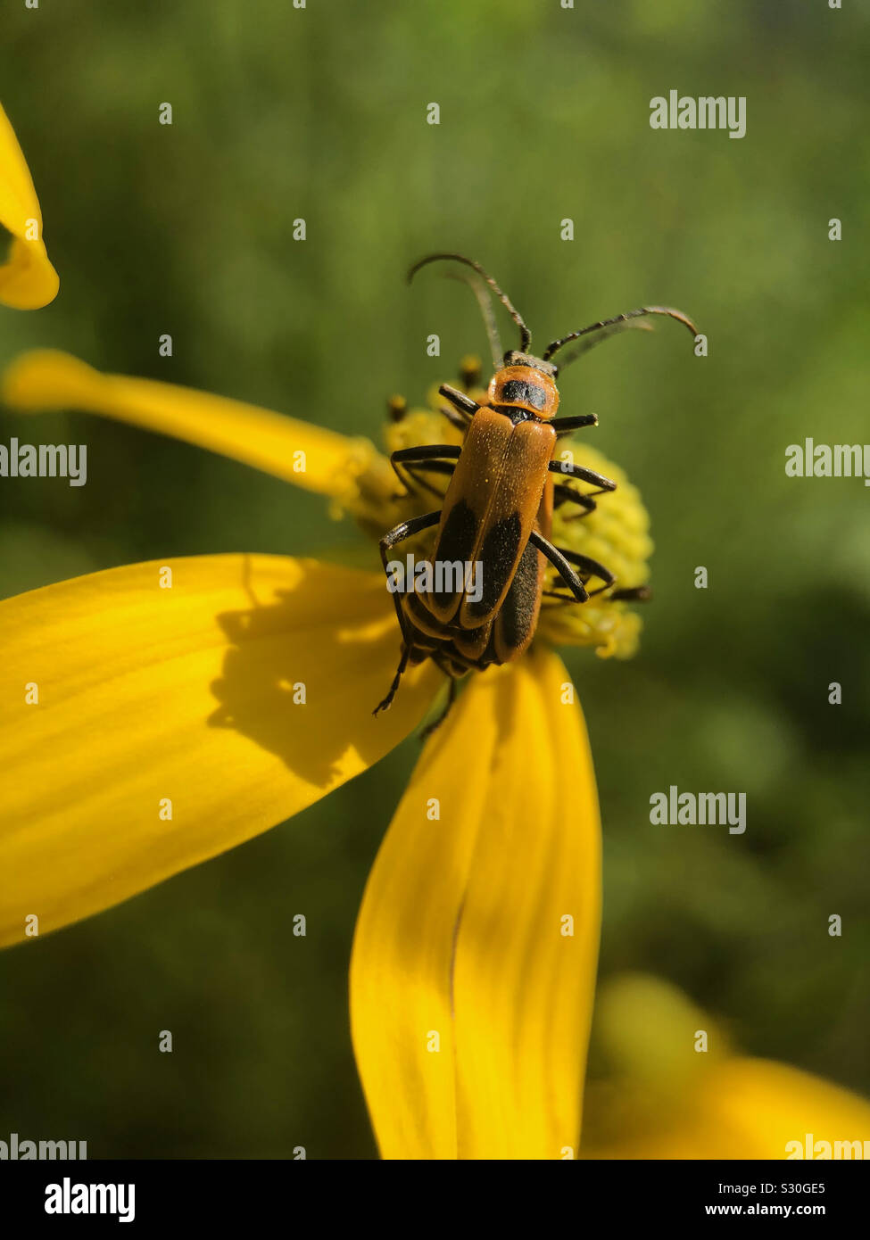 De près de bugs sur l'accouplement fleur. - Image de stock capturée avec un smartphone