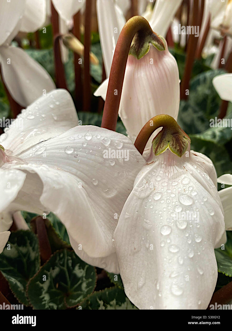 Gros plan cyclamen blanc - Image de stock capturée avec un smartphone