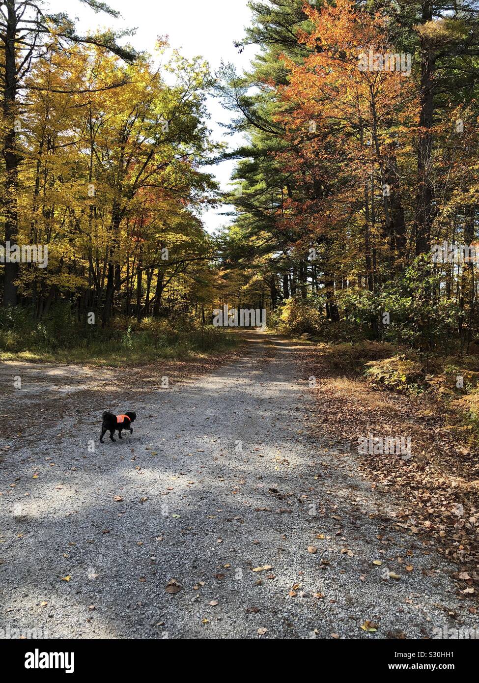 Un petit chien avec un gilet de sécurité orange blaze marchant dans un sentier dans les bois Banque D'Images