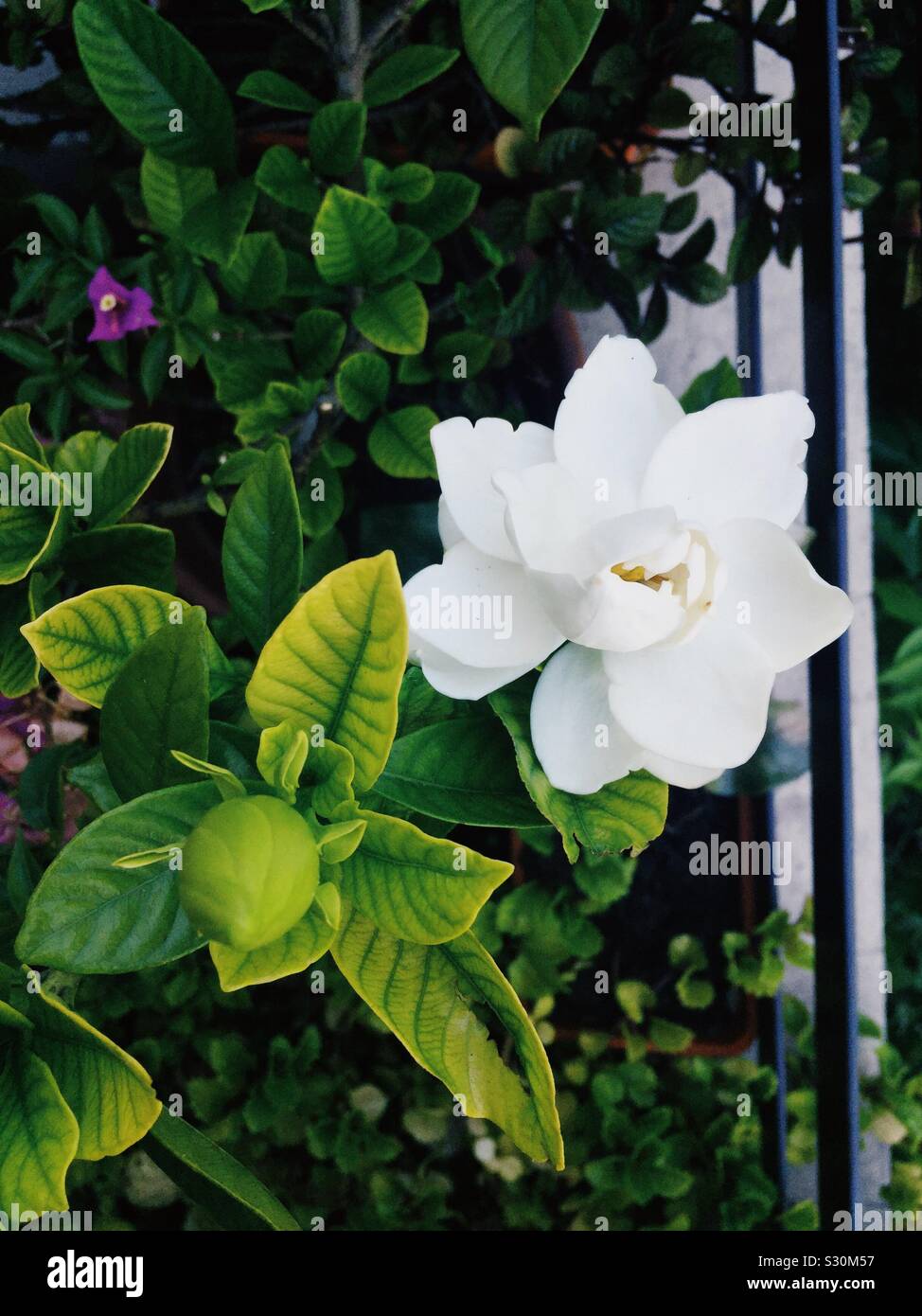 Fleur de jasmin - Image de stock capturée avec un smartphone