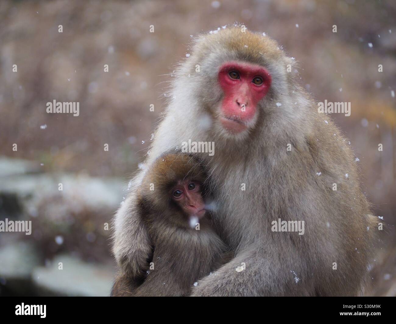 Snow Monkey Nagano Banque D'Images